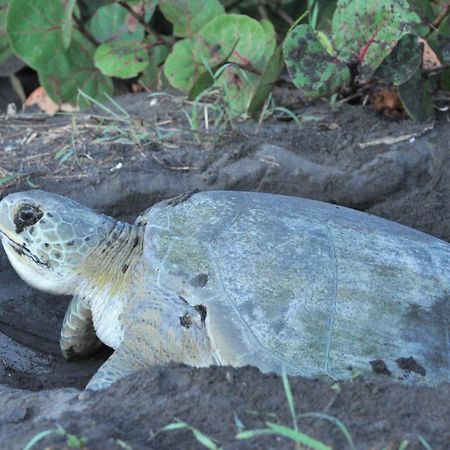 The Secret Eco Lodge Tortuguero Ngoại thất bức ảnh