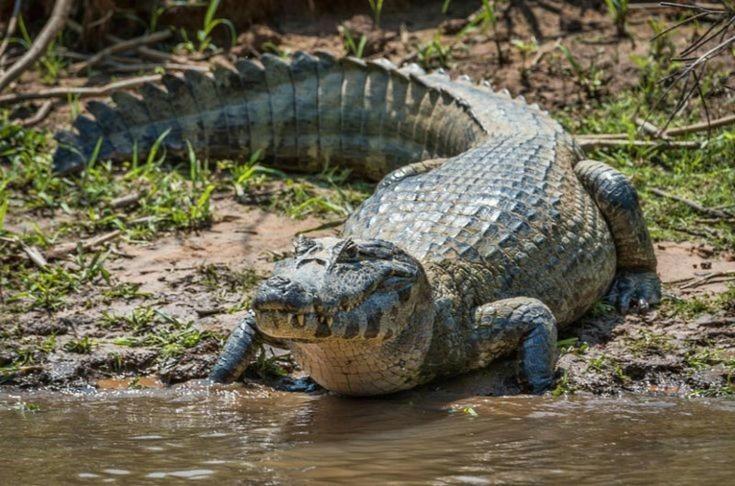 The Secret Eco Lodge Tortuguero Ngoại thất bức ảnh