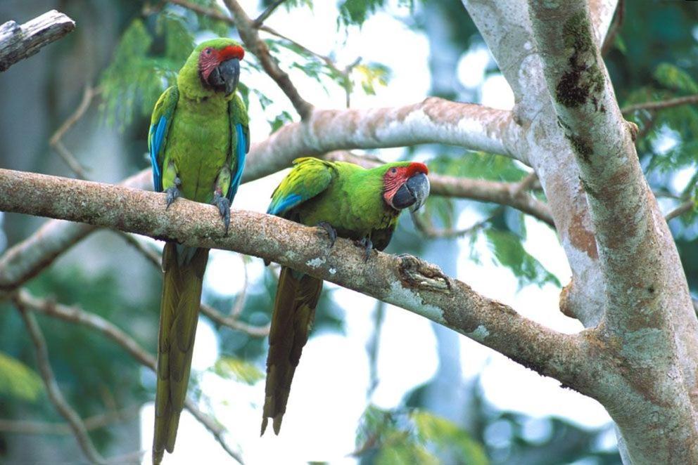 The Secret Eco Lodge Tortuguero Ngoại thất bức ảnh