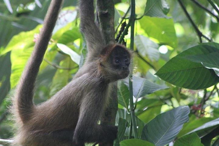 The Secret Eco Lodge Tortuguero Ngoại thất bức ảnh