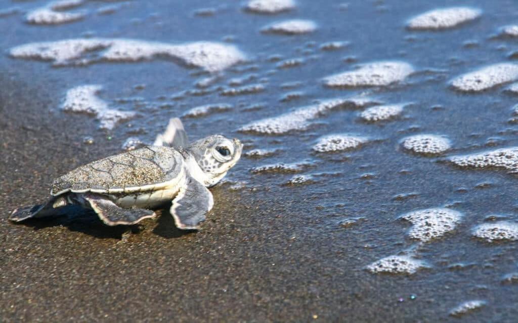 The Secret Eco Lodge Tortuguero Ngoại thất bức ảnh