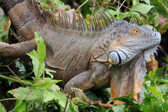 The Secret Eco Lodge Tortuguero Ngoại thất bức ảnh