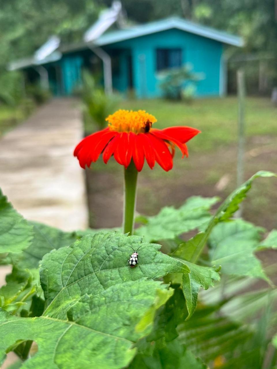 The Secret Eco Lodge Tortuguero Ngoại thất bức ảnh